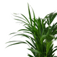Dypsis (Areka palma) 65cm