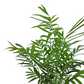 Chamaedorea elegans 60cm