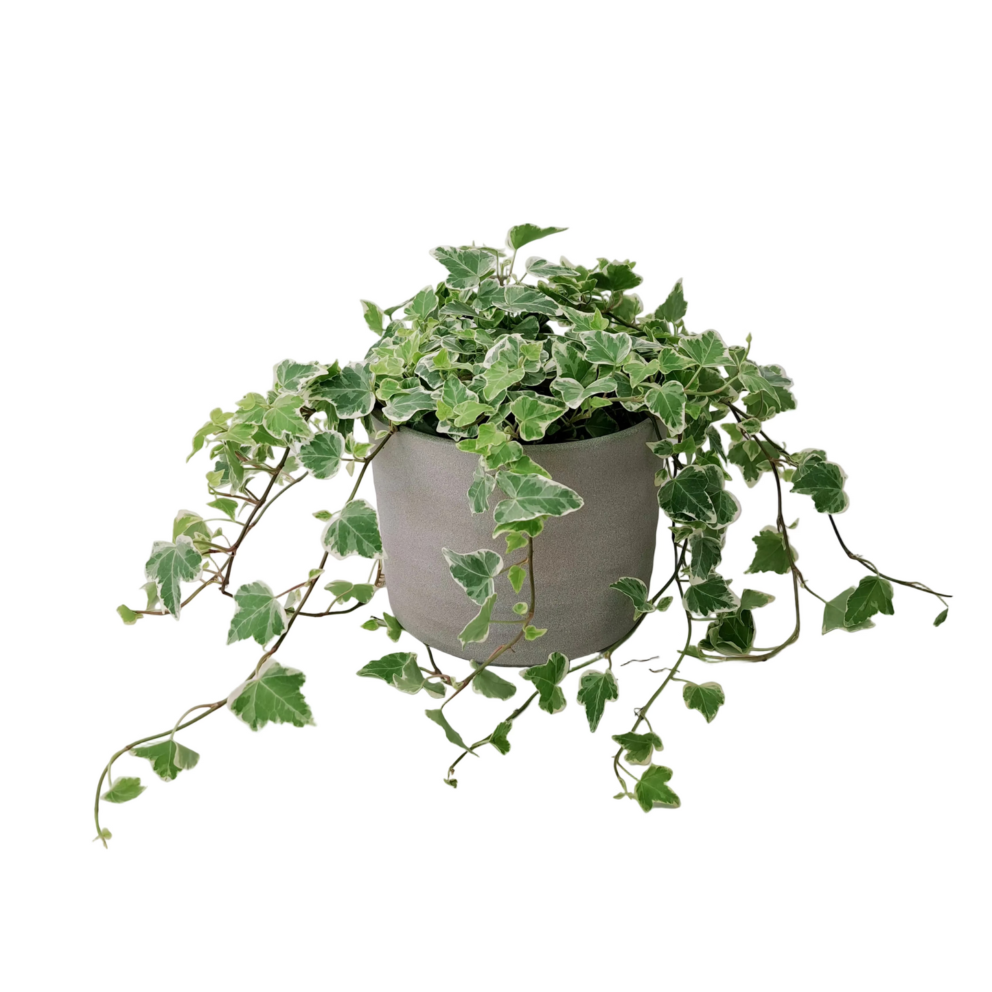 Hedera - White Stripe
