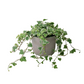 Hedera - White Stripe