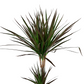 Dracaena marginata 'Magenta' 80cm