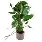 Monstera Deliciosa 95 cm