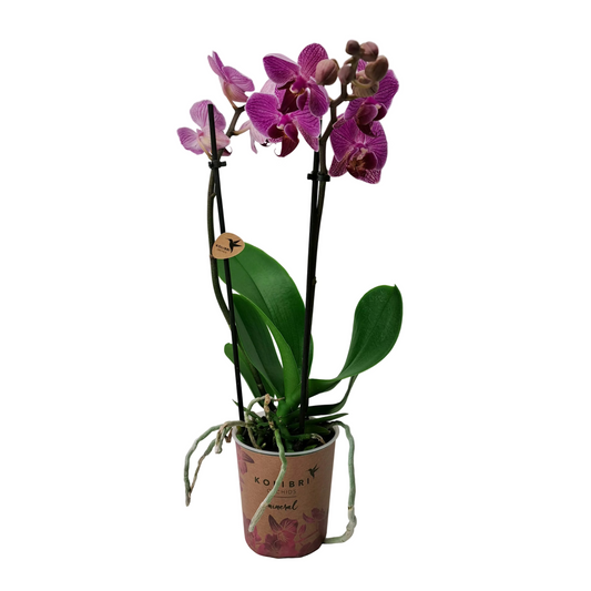Donáška kvetov - Orchidea mini Colibri Mineral - Purple Dream - slovenske-kvety.sk