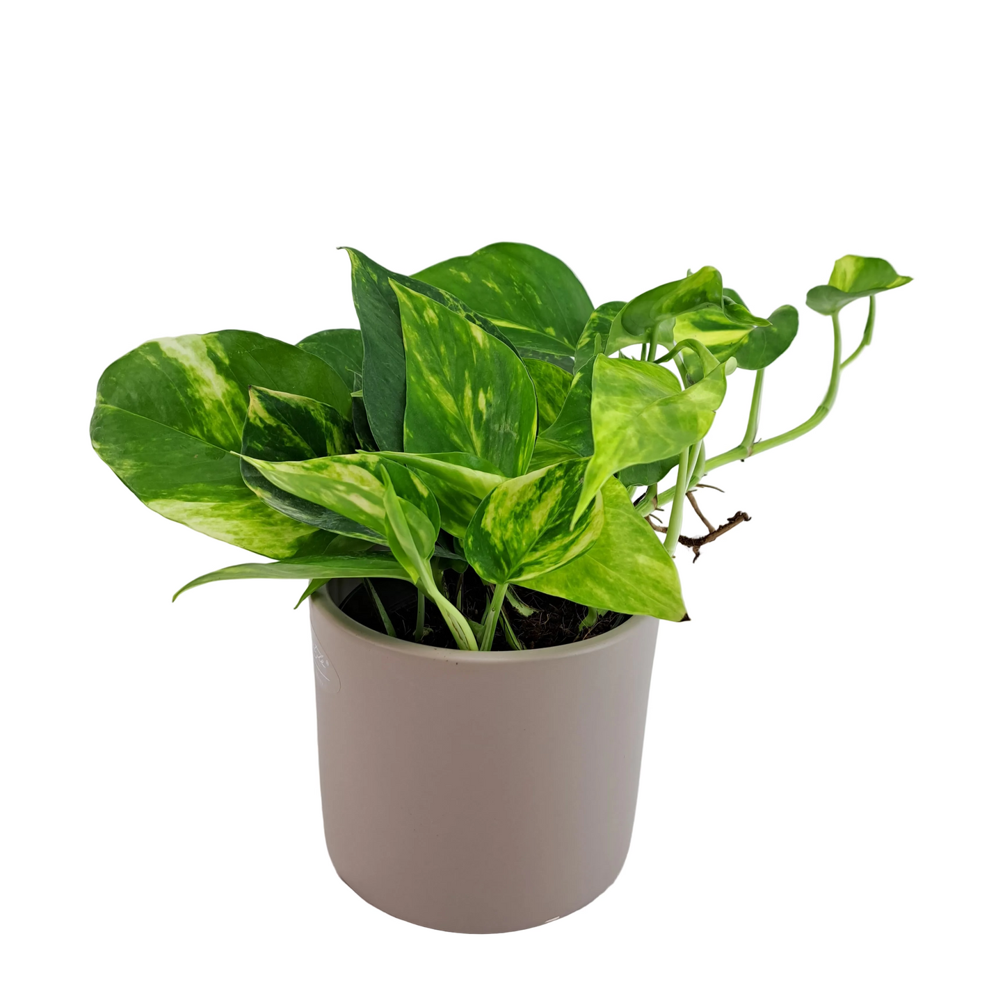 Epipremnum – Green Stripes