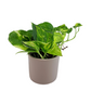 Epipremnum – Green Stripes