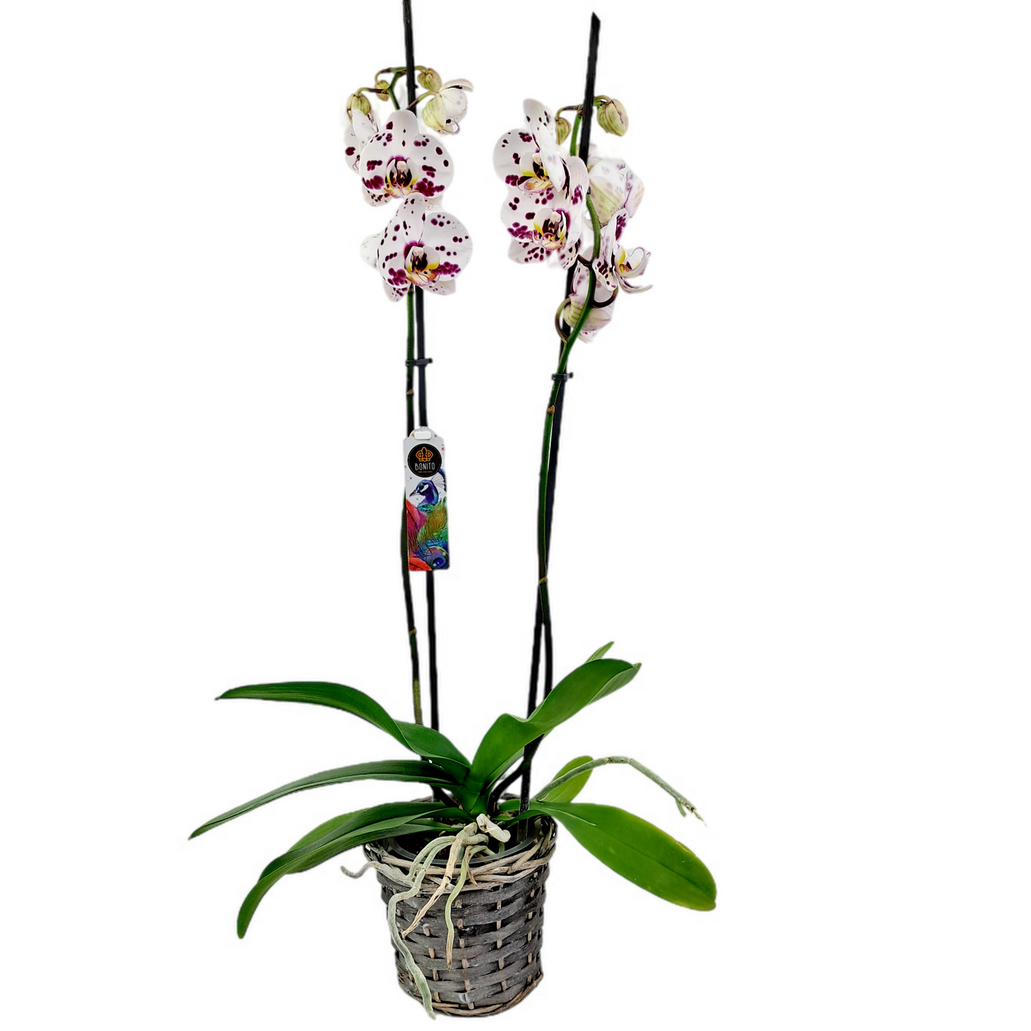 Orchidea 2-stonková 60cm Iveta
