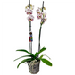 Orchidea 2-stonková 60cm Iveta