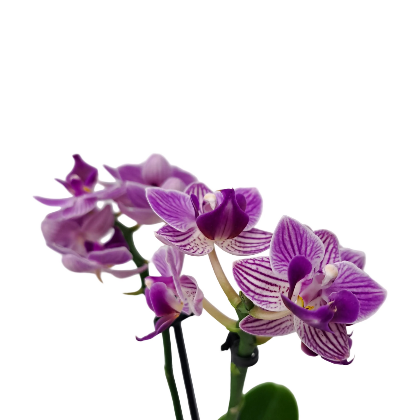 Orchidea mini 25cm Purple Splash