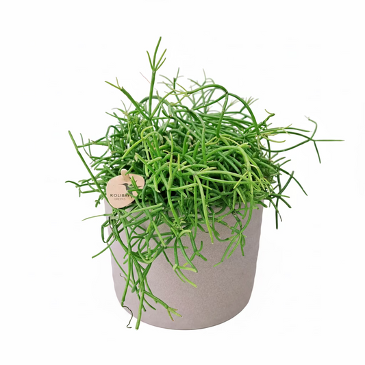 Donáška kvetov - Rhipsalis baccifera 'Shaferi' - slovenske-kvety.sk