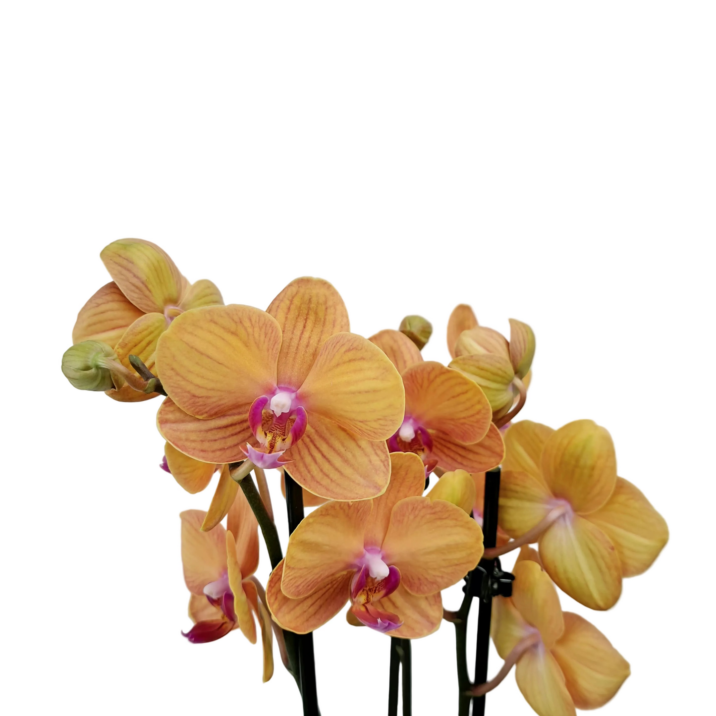 Orchidea Orange 65cm v keramike