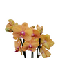 Orchidea Orange 65cm v keramike