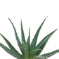 Aloe arborescens