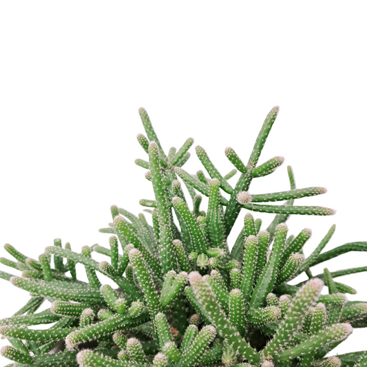 Donáška kvetov - Rhipsalis pilocarpa - slovenske-kvety.sk