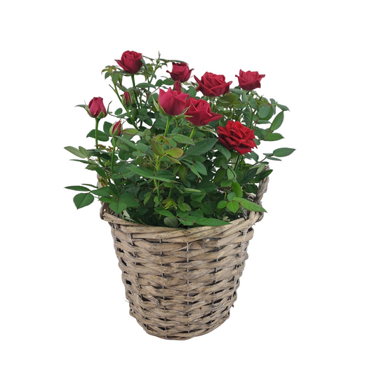 Ruža červená - Scarlet Roses