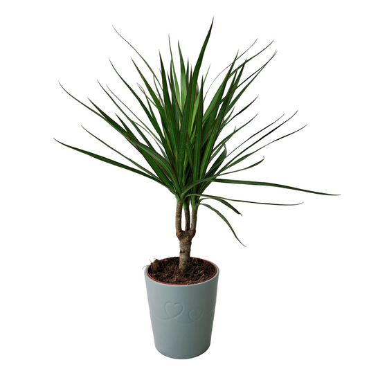 Donáška kvetov - Dracaena marginata 'Bicolor' 45cm - slovenske-kvety.sk