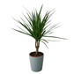 Dracaena marginata 'Bicolor' 45cm