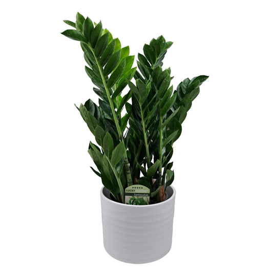 Donáška kvetov - Zamioculcas 60cm - slovenske-kvety.sk