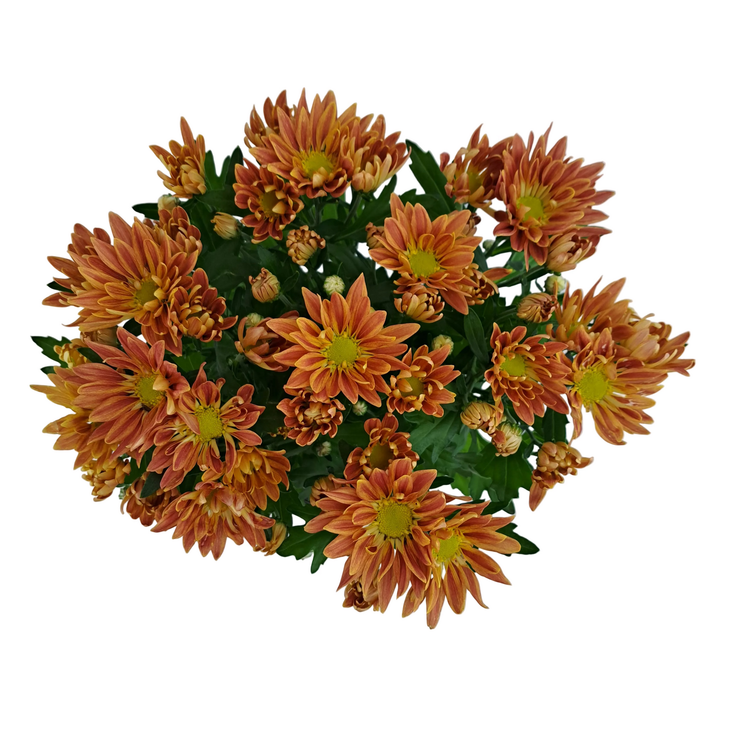 Chryzantéma Indicum