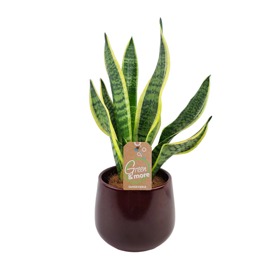 Svokrin jazyk (White Stripe) 50cm