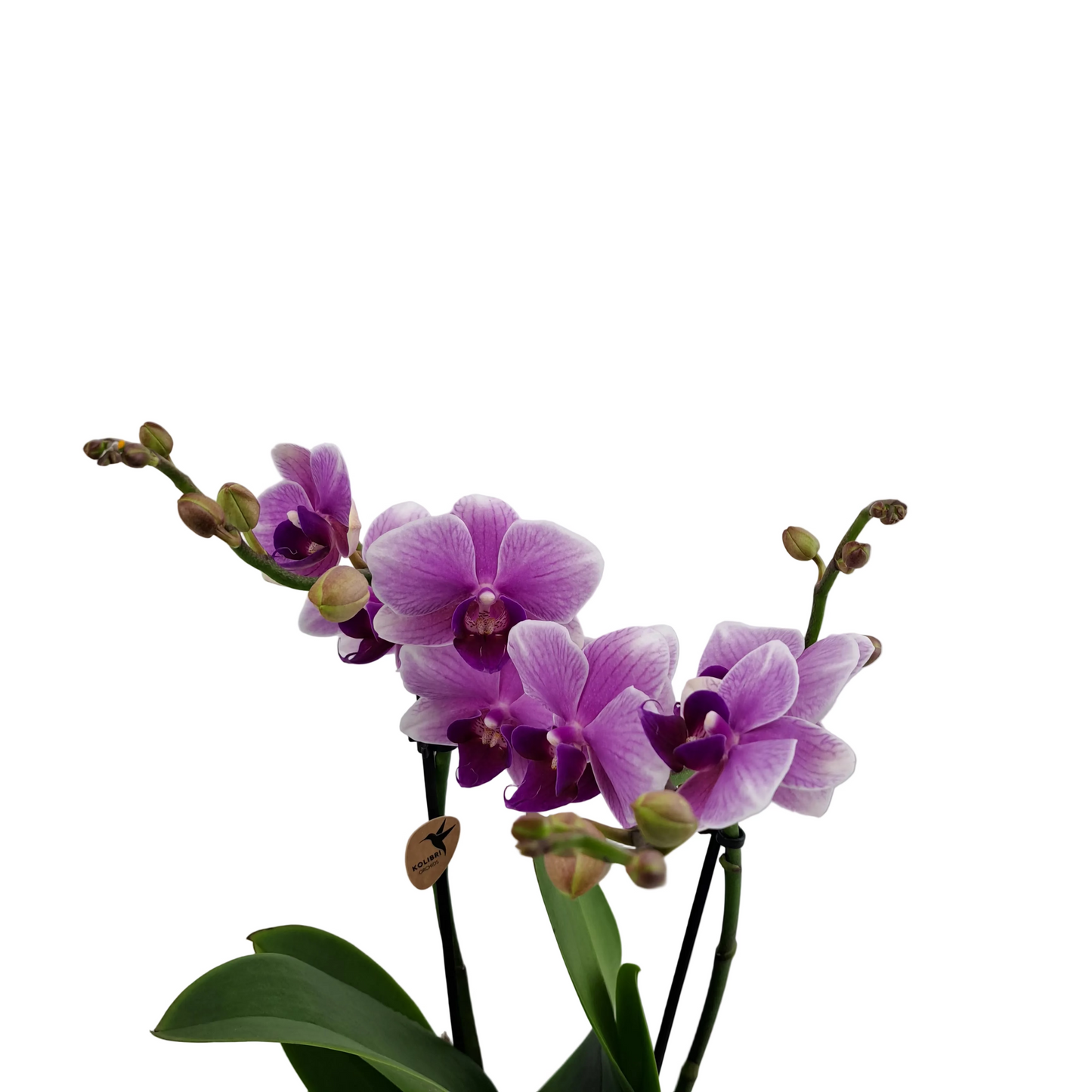 Orchidea mini Colibri Mineral - Pink Pearl