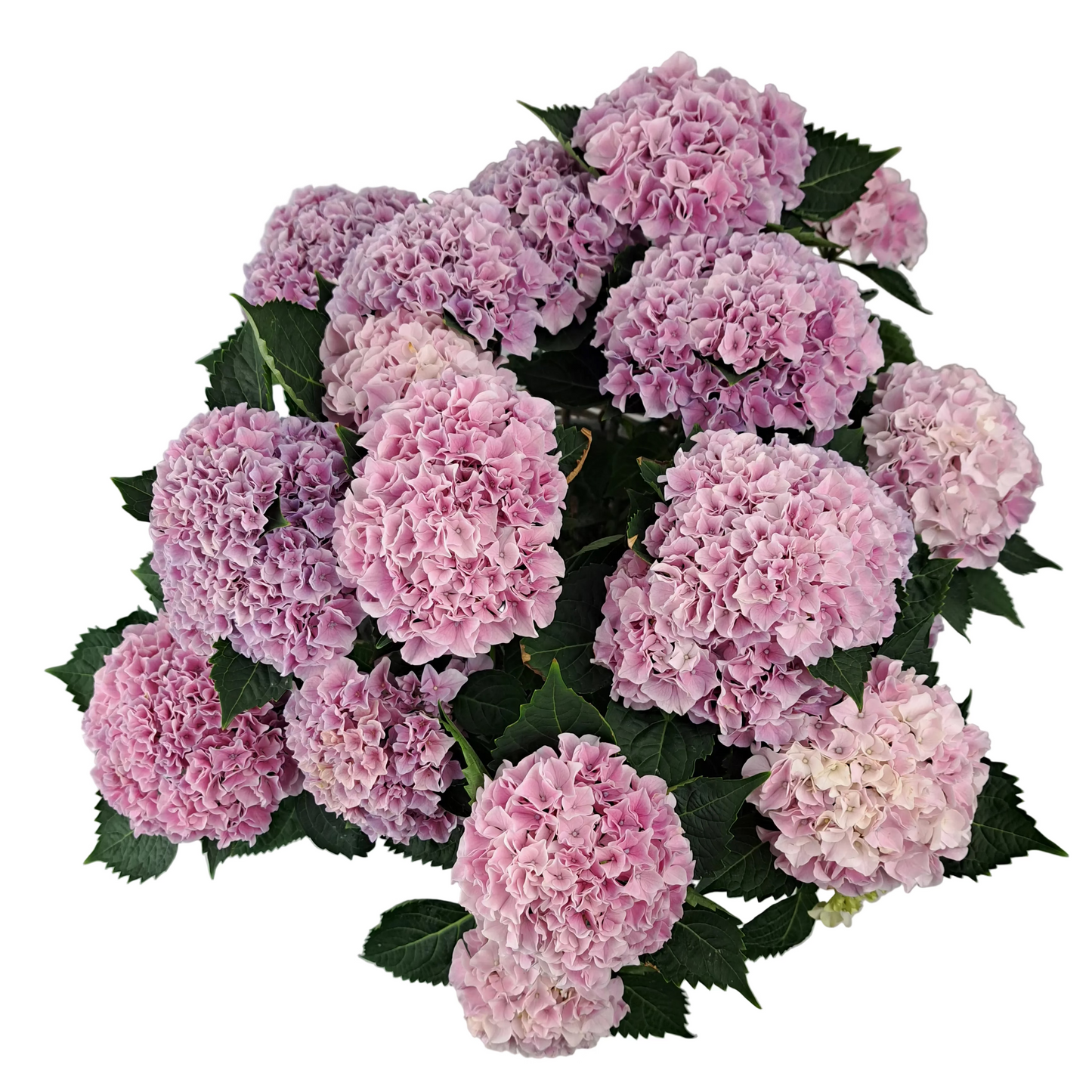 Veľká hortenzia - Pink Renesance 45cm