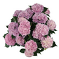 Veľká hortenzia - Pink Renesance 45cm