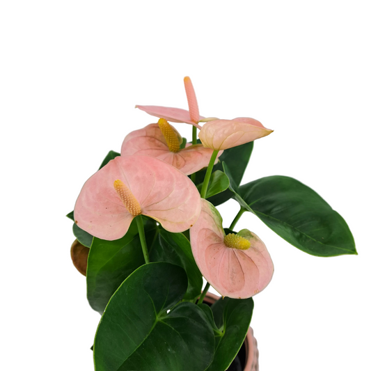 Antúria lososová 40cm