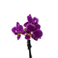 Orchidea mini 25cm Violet Sunset