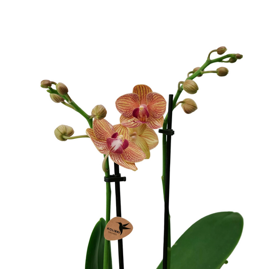Donáška kvetov - Orchidea mini Colibri Mineral - Golden Sunset - slovenske-kvety.sk