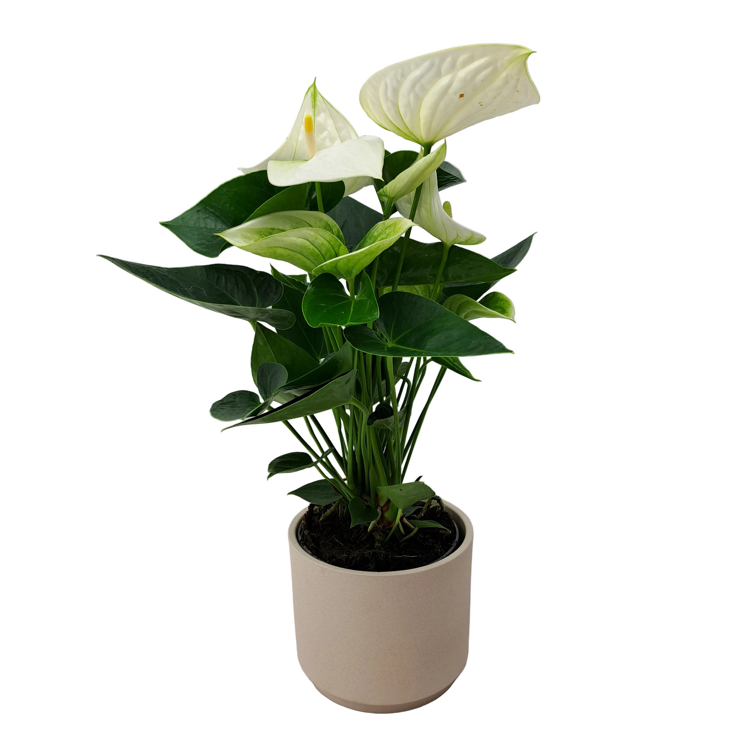 Donáška kvetov - Antúria biela 40cm - slovenske-kvety.sk