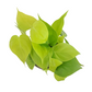 Epipremnum – Fresh Green
