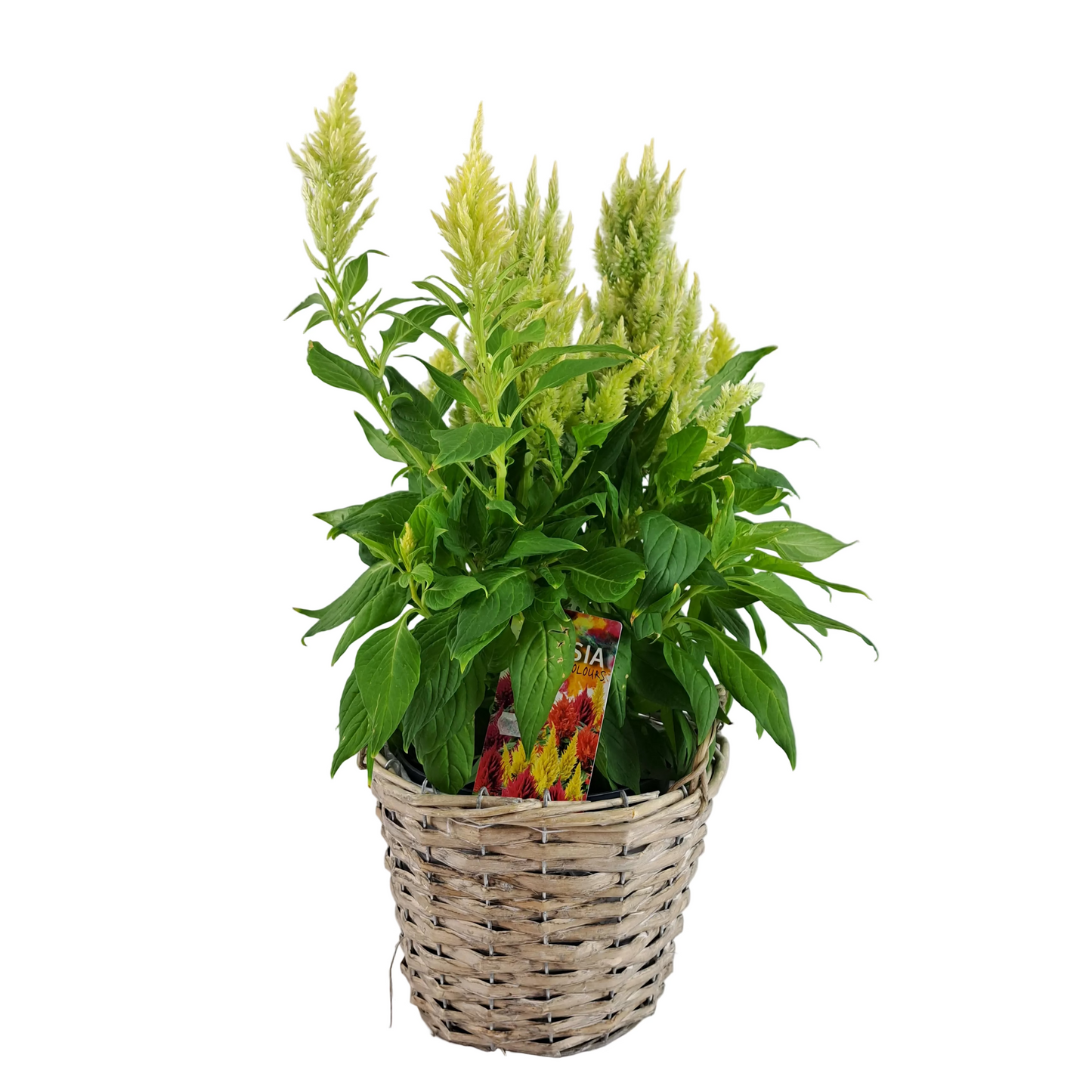 Celosia Green 50cm