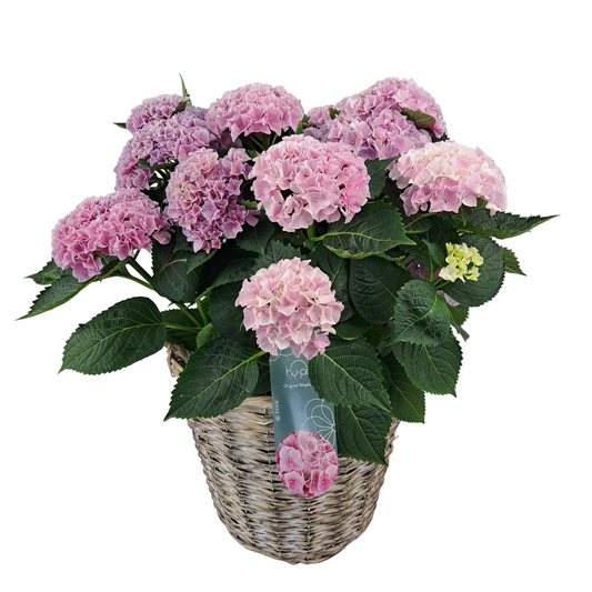 Veľká hortenzia - Pink Renesance 45cm