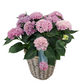 Veľká hortenzia - Pink Renesance 45cm