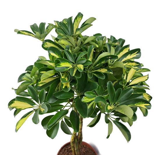 Donáška kvetov - Schefflera panašovaná - Gold Capella 80cm - slovenske-kvety.sk