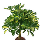 Schefflera panašovaná - Gold Capella 80cm