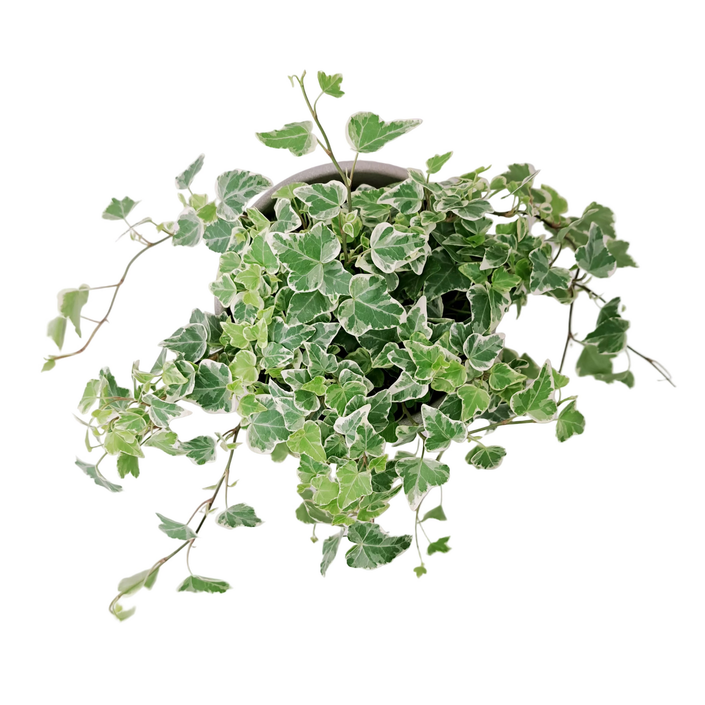 Hedera - White Stripe