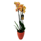 Orchidea Orange 65cm v keramike