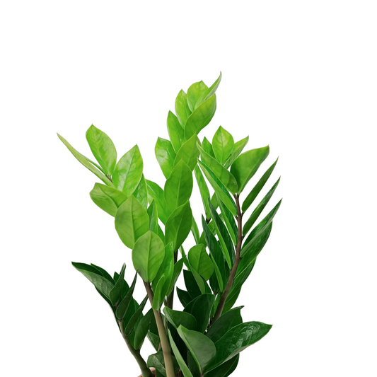 Donáška kvetov - Zamioculcas 50cm - slovenske-kvety.sk