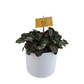 Pilea Involucrata