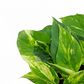 Epipremnum – Green Stripes