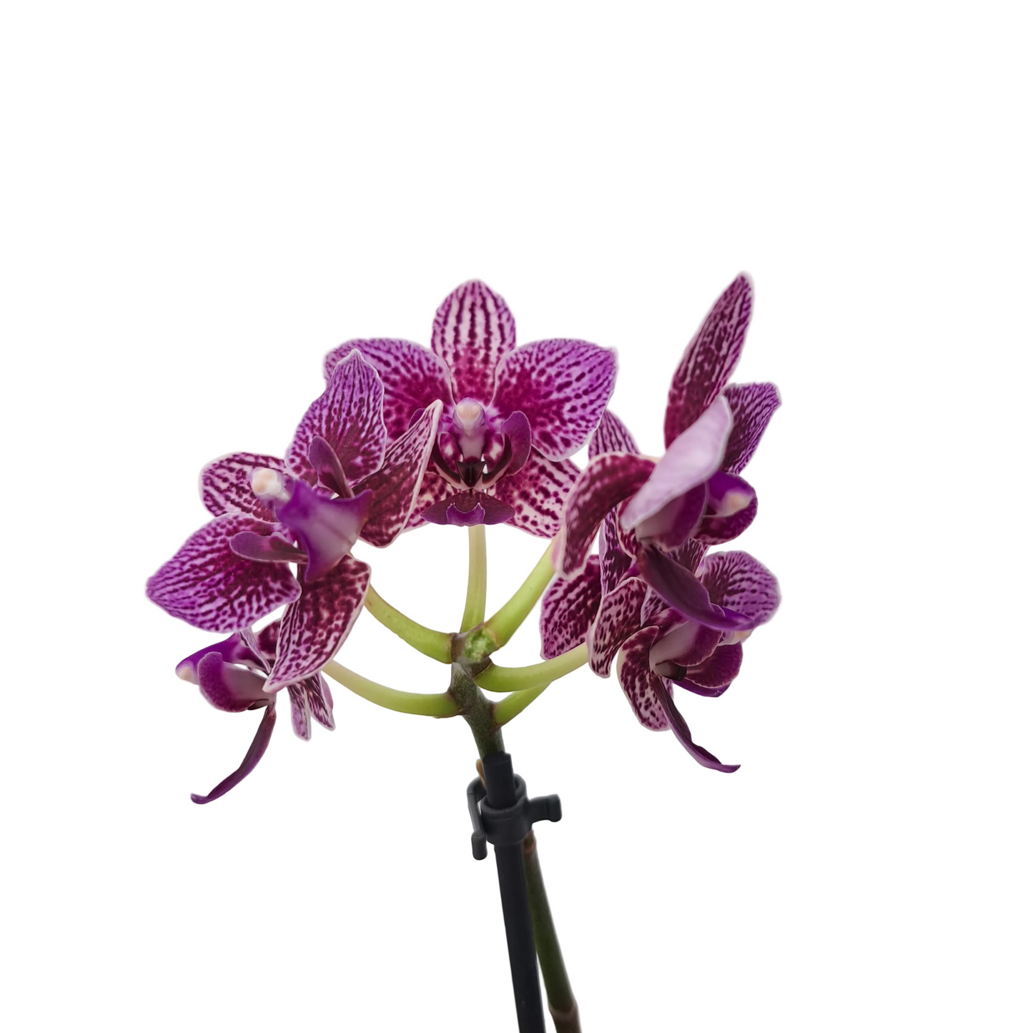 Orchidea mini 25cm Pink Marble