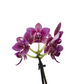 Orchidea mini 25cm Pink Marble