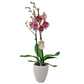 Orchidea 2-stonková Pink Veins 65cm v keramike