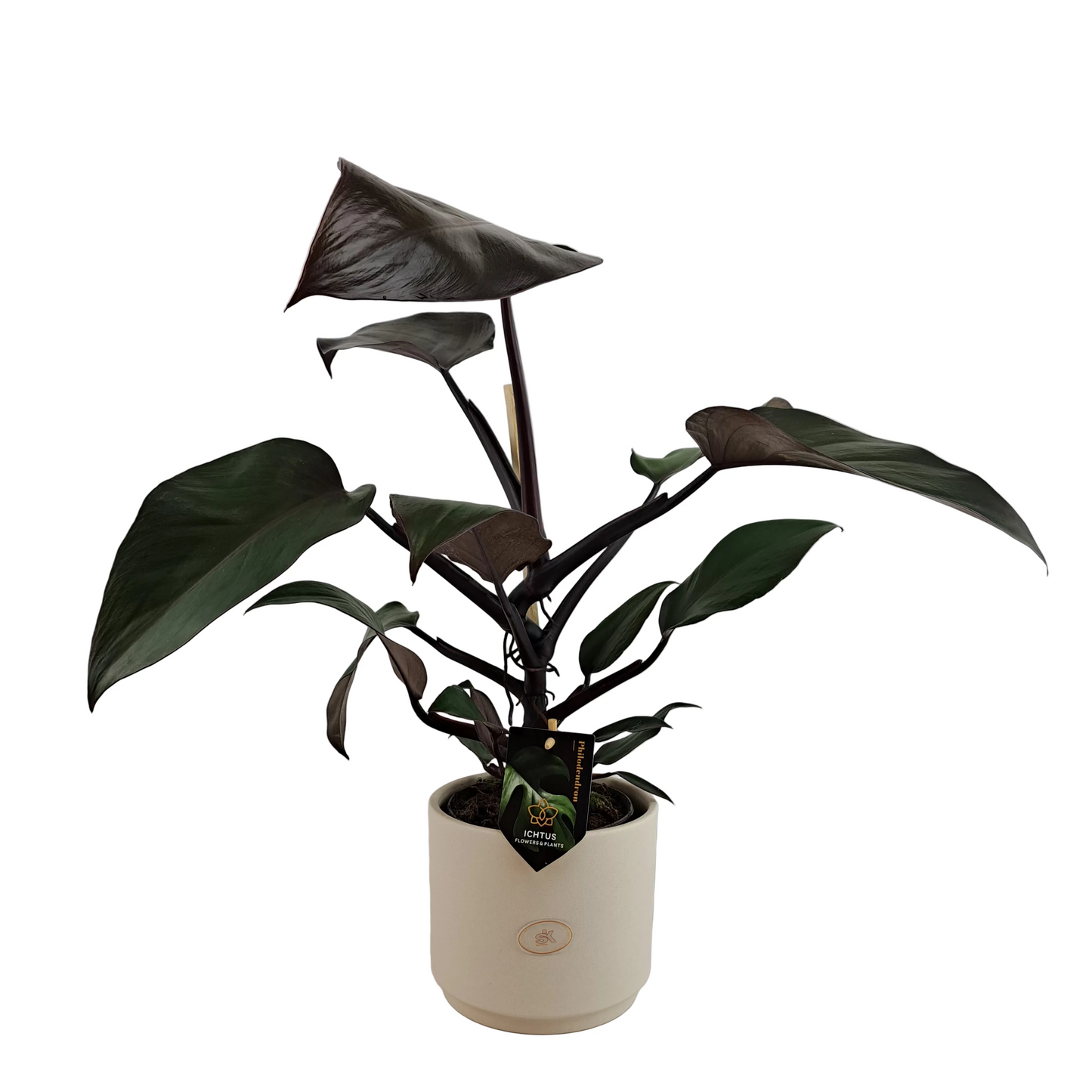 Philodendron 55cm