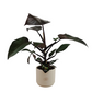 Philodendron 55cm