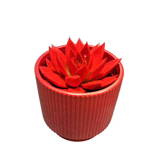 Donáška kvetov - Echeveria červená - slovenske-kvety.sk