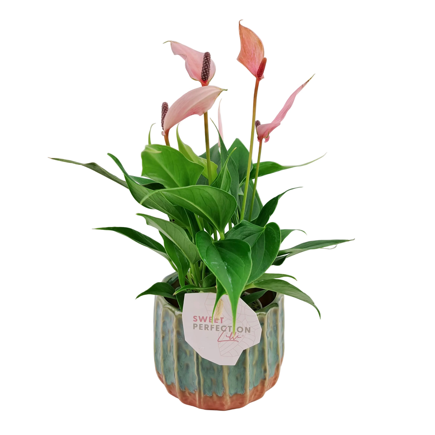 Antúria perfection 25cm v kvetináči Lava