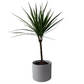 Dracaena marginata 'Bicolor' 70cm