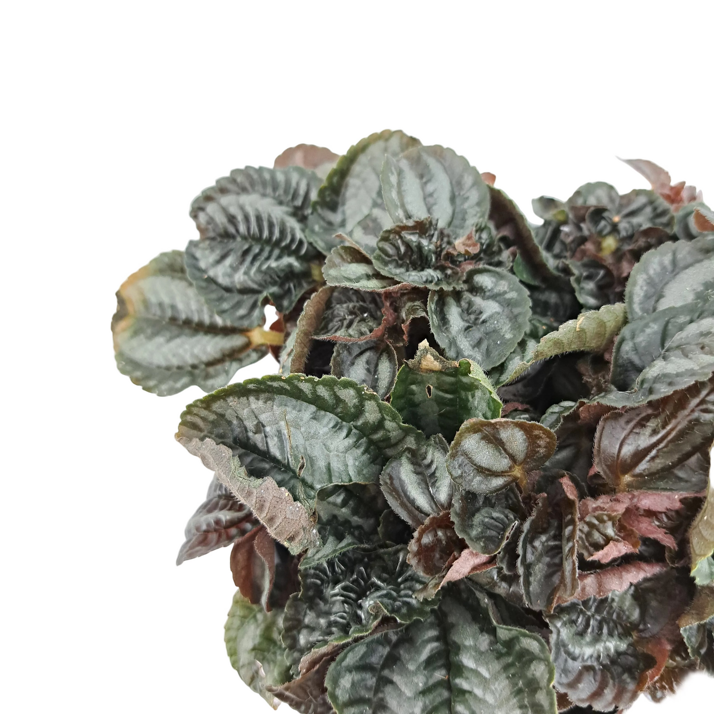 Pilea Involucrata